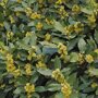 Laurus nobilis bloemen